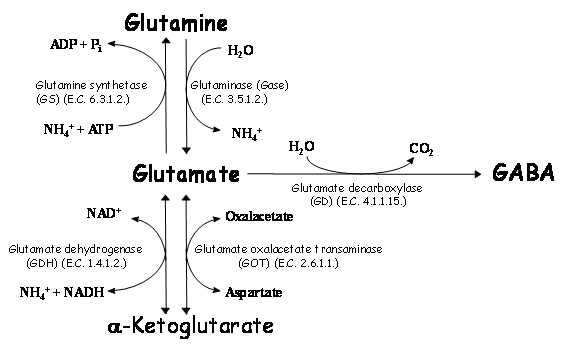 Neurotransmitters: Glutamate, What do glutamate neurotransmitters do?