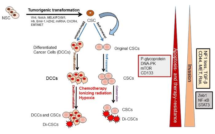 Resistance to drugs and cell death in cancer stem cells (CSCs)