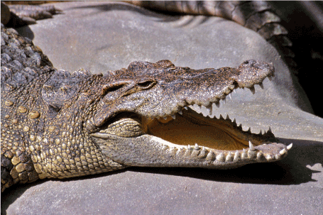 Nile Crocodile Skin Belly Matte Black 45/49 cm