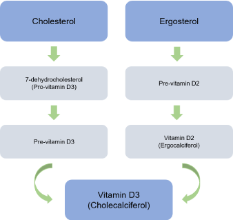 vitamin d synthesis from cholesterol